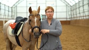 Сайдпул. Конный спорт. Верховая езда