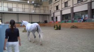 I Чемпионат России среди лошадей терской породы в рамках выставки Конная Россия 2018г.