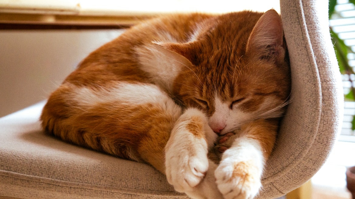 Тепловой удар у кошек | Симптомы | Первая помощь