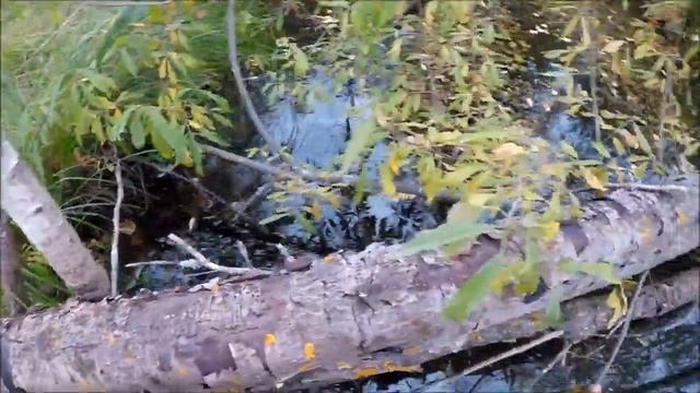 Охота на бобра. Бобр на КП 320Х600 (Будни охотника и рыбака) смотреть онлайн