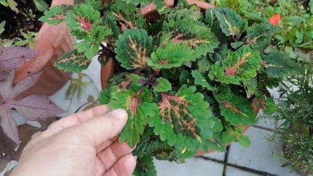 Колеус)) Продолжаем знакомится)) День второй))) Обзор по сортам)) смотреть онлайн