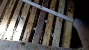 Осмотр пчел в январе проблемный улей