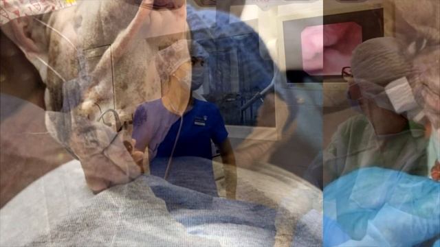 Хозяева принесли кошку на усыпление. Услышав причину, врач выгнал их с клиники! смотреть онлайн