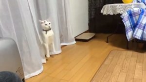 Кот ходит на задних лапах