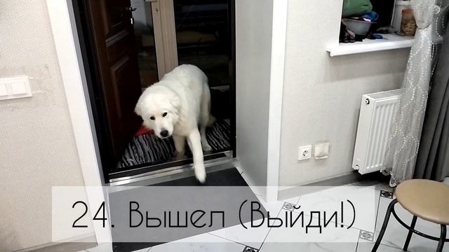 Маремма-абруцкая овчарка, 8 мес. смотреть онлайн