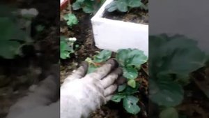 КЛУБНИКА АЛЬБИОН, сентябрь,лен.область.