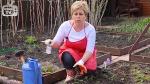 Уход за клубникой весной ? Удобрение нашатырным спиртом❗ Эксперимент