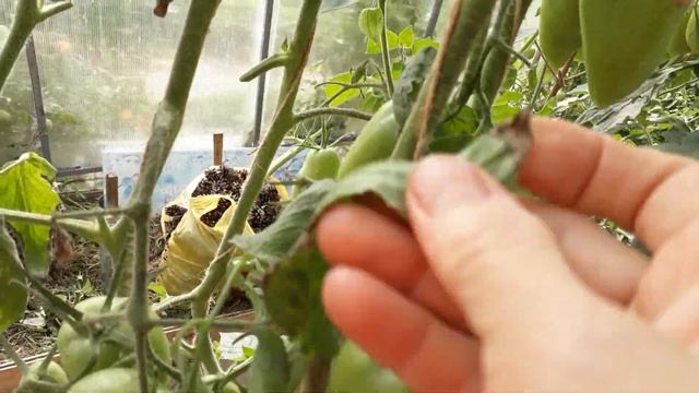 Белокрылка.Как спасать томаты??? смотреть онлайн