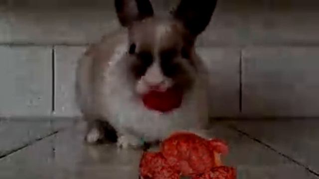 Кролик ест :3 смотреть онлайн