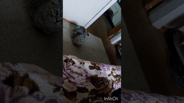 Попы грибы,на зиму заготовки,готовимся к малышу,кошечки??????????⬛??⬛