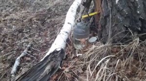 Домашний квас из берёзового сока на ячмене.