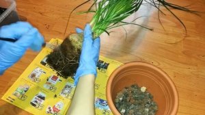 BEUCARNEA  (НОЛИНА)ПЕРЕСАДКА СПУСТЯ 2,6 ГОДА