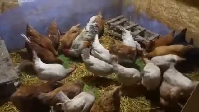 Как получать витаминов яйцо каждый день!!! смотреть онлайн