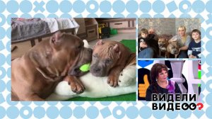 Американские булли и их самые спокойные хозяева в мире. Видели видео? Фрагмент выпуска от 03.05.2020
