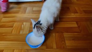 Спасение КОШКИ / НАШЛИ КОТЕНКА на улице и Спасли