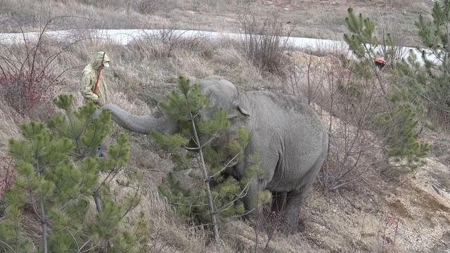 ДЖЕННИ, ВИКТОР и ЁЛКА!?????❤️ СЛОНИХЕ не просто выбрать!? смотреть онлайн