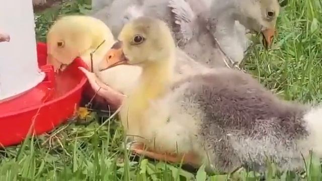 Холмогорские гусята живут у Александра Коломны смотреть онлайн