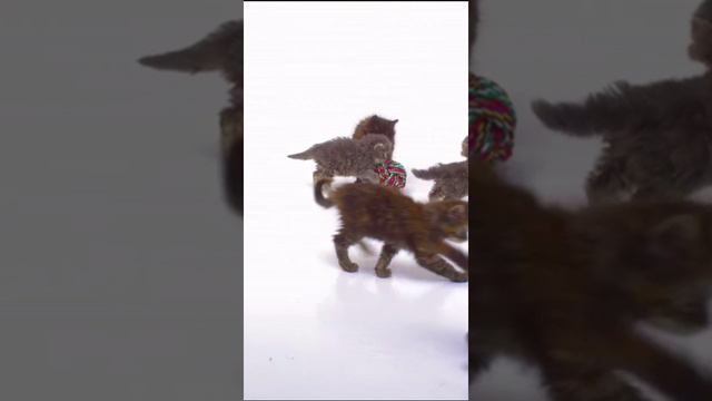 Симпатичные котята веселятся и играют в этом забавном видео! 🐱🎉