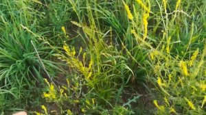 Ежа сборная