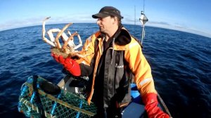 Giant Spider Crabs - Huge Crabs Caught in the Homemade Crab Traps