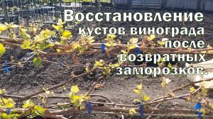 Восстановление кустов винограда после возвратных заморозков