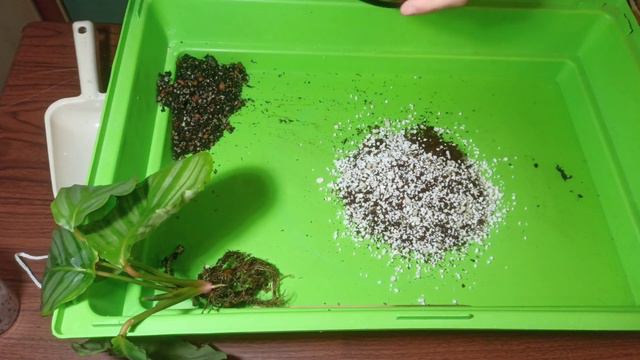 Как пересадить калатею орбифолия на фитиль? смотреть онлайн