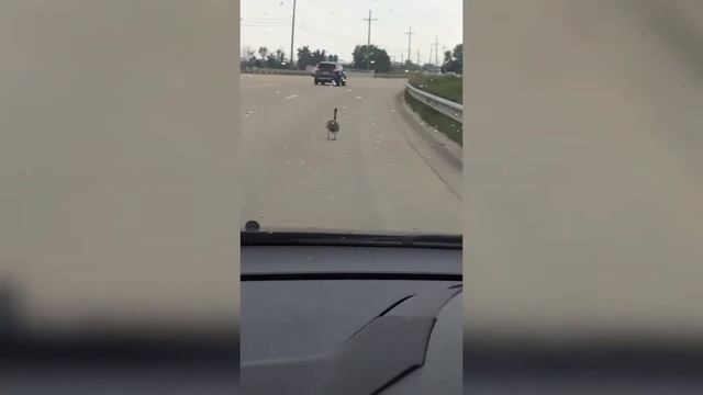 Смешные птицы / Умные птицы / Приколы с животными / Смешная подборка приколов смотреть онлайн