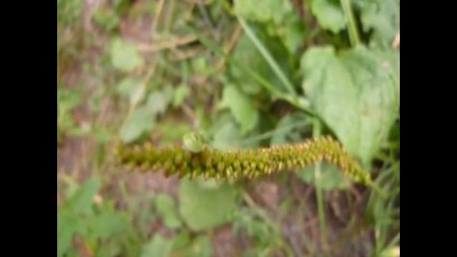 Ультразвуковой отпугиватель смотреть онлайн