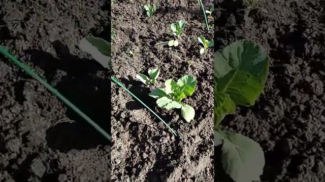 Посадка Капусты в открытый грунт / Удобрения для Капусты