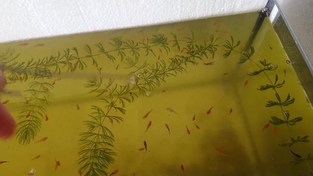 Роголистник залог успеха в аквариуме.(продолжение) ? ? ? смотреть онлайн