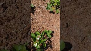 Клубника Азия первый год плодоношения