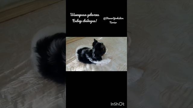 Девочка продана‼#puppy #продажащенков #biewerpuppy #щенок #biewer  Ссылочка на авито в 1 комментари