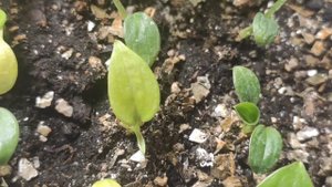 СЕЯНЕЦЫ ХОСТЫ сорта brother Stefan