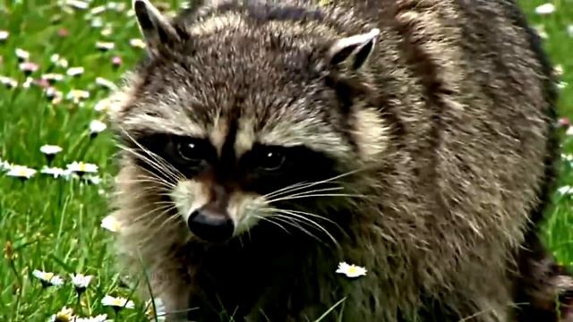 Cute Animals. Эти милые животные. смотреть онлайн