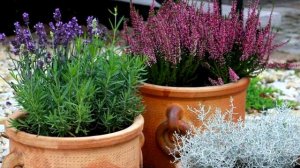 Спешу, октябрь уже в финале! Узколистная лаванда для сада и миксбордеров - секреты посадки и ухода