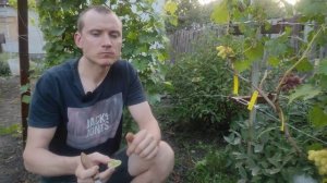 Виноград Купидон, Алинка и всеми любимые киш-миш Ламборджини и Аватар
