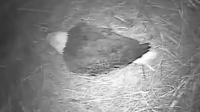 Fort St. Vrain Eagles 2-17-13 First Egg смотреть онлайн