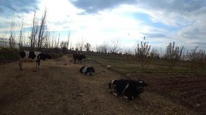 Узбекистан.Почему узбеки никогда не останутся голодными?!!