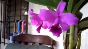 Cattleya mini