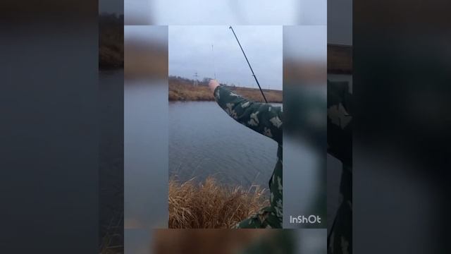 Выдержка Лёлика, полное видео. #pavliksdogs#prodog#cane#canecorso#labrador#labradorretriever#kennel