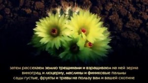 Мухаммад аль Люхайдан - сура Абаса