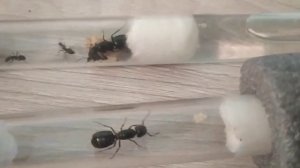 Новый муравей в коллекцию #2. Кампонотус геркулианус (Camponotus herculeanus). Муравьиная ферма
