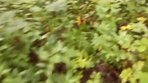 Женьшень 05.07.2021