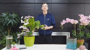 Клеродендрум - секреты ухода и выращивания в домашних условиях. Почему не цветет и желтеют листья.