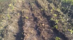 Прометрин через 13 и 22 дня после обработки, итоги.