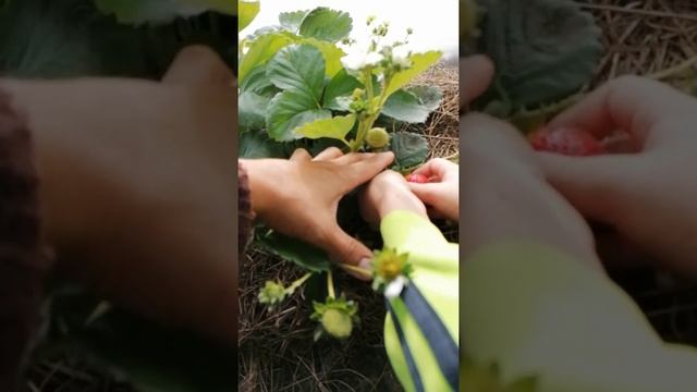 Клубника Эви-2 английский Ремонтантный сорт. Пробуем первые ягодки. смотреть онлайн