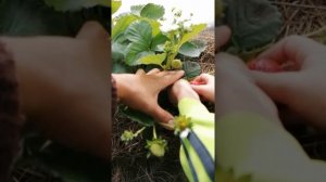 Клубника Эви-2 английский Ремонтантный сорт. Пробуем первые ягодки.