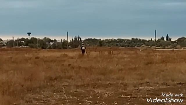 Небольшие моменты охоты на куропатку! смотреть онлайн