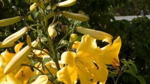 Copy of golden splendor trumpet lilies 2017