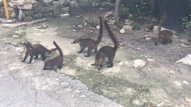САМЫЙ КРАСИВЫЙ ОКЕАН В МИРЕ | ТУЛУМ | Tulum, Mexico смотреть онлайн